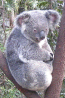 koala-01.gif (30136 bytes)